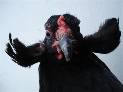 Araucana | BackYard Chickens - Learn How to Raise Chickens