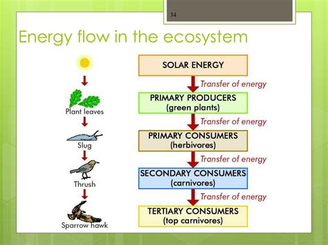 Ppt Ecology Powerpoint Presentation Free Download Id2213867