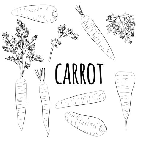 Premium Vector Set Of Hand Drawn Carrots Black And White Sketch Food