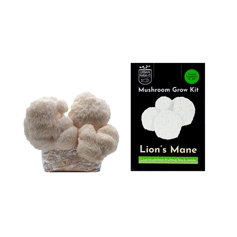 Buy Lions Mane Mushroom Growing Kit From £2499 Urban Farm It