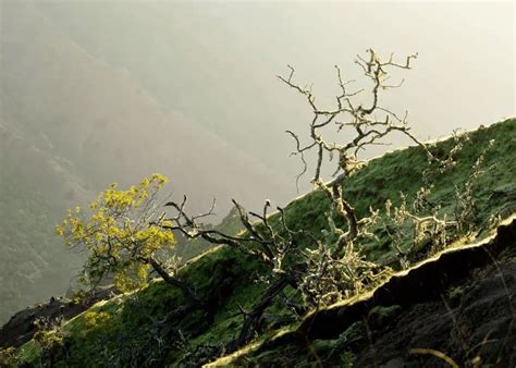 How To Get Rid Of Lichen On Trees Gardening Dream