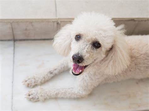 Barboncino Carattere Caratteristiche Di Questo Cane Da Compagnia