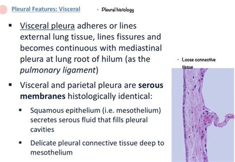 Visceral Pleura Histology