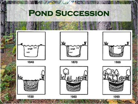 Ppt Changes In Ecosystems Ecological Succession Powerpoint