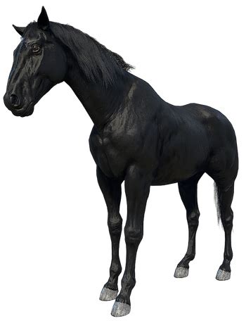 American Standardbred (RDR 2) | Red Dead Wiki | Fandom