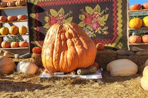 bostan de  de kilograme simbolul bostaniadei