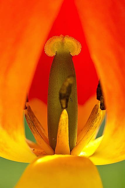 Tulip Close Up Flower - Free photo on Pixabay - Pixabay