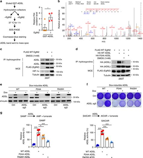 Adsl Is Hydroxylated By Egln2 On Proline 24 A In Vitro Hydroxylation