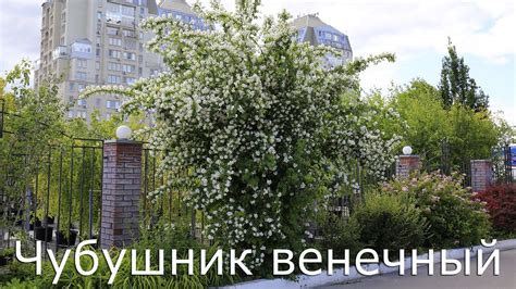 Чубушник венечный или Садовый жасмин. Philadélphus. - YouTube