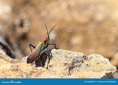 Rainbow Milkweed Royalty Free Stock Photography