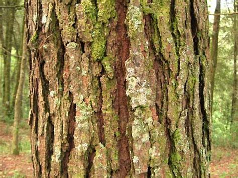 bark | plant tissue | Britannica