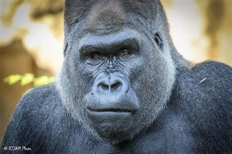 Remembering Jomo Cincinnati Zoo And Botanical Garden