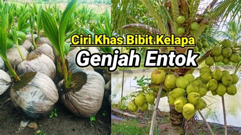 Ciri Morfologi Bibit Kelapa Genjah Entok Youtube