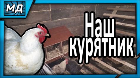 КУРЯТНИК/ГНЕЗДА/НАСЕСТ СВОИМИ РУКАМИ. - YouTube