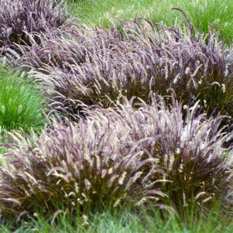 Pennisetum Advena Rubrum Dwarf Flower Power