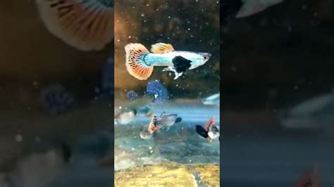 Chilli Mosaic Dumbo Ear Guppy 😍😍😍😍 ️ ️ ️ ️💫beautiful Quality💫😐😍😍 Youtube