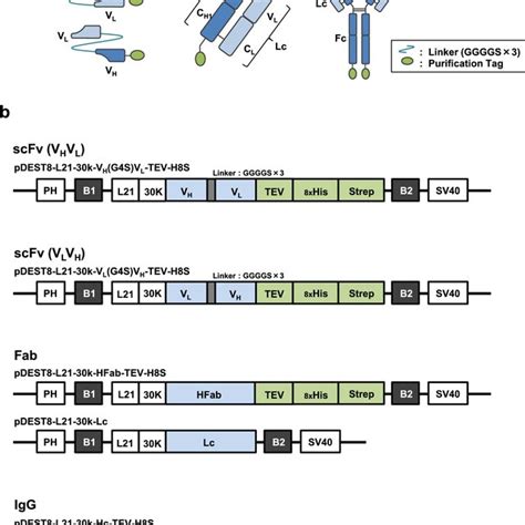 schematic diagram    formats  cr antibodies hc