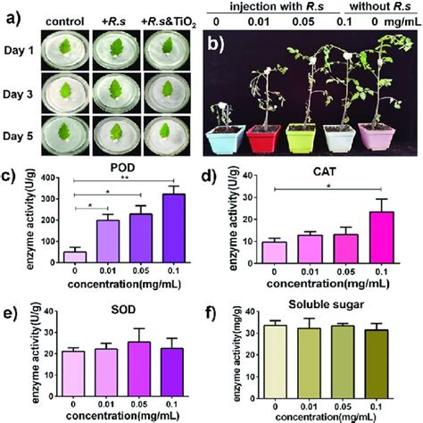 A And B The Effect Of Nano Tio On In Vitro Tomato Leaves And Potted