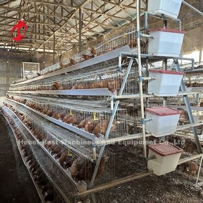 Hot Deep Galvanized Broiler Cage System 25 Years Lifespan For Chicken