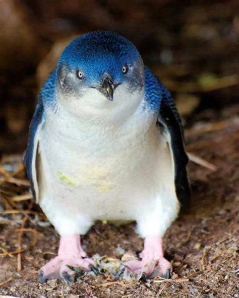 Dapper Blue Penguin: Tux Is a Feathery First | Live Science