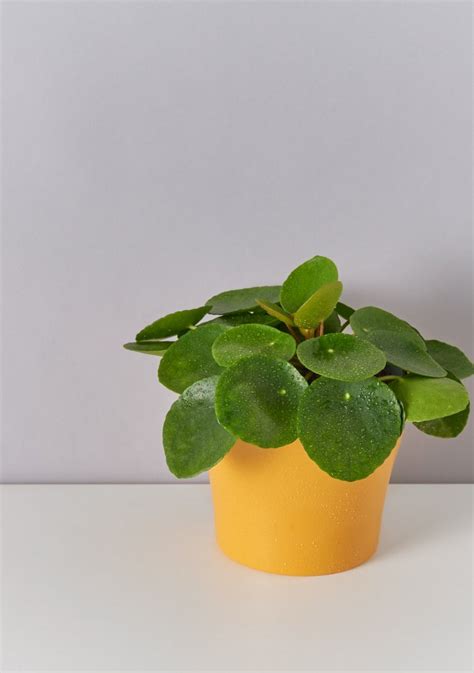 Купить цветы в Минске: магазин цветов Cactus.by рядом с вами!