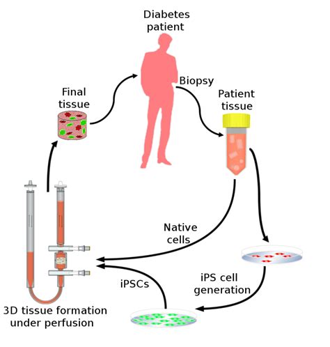 Stem Cell And Tissue Engineering Nccr Mse