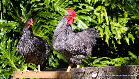 What Are Sex Link Chickens