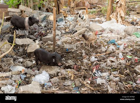 Muddy Pig Eating In A Pile Of Garbage Stock Photo Alamy