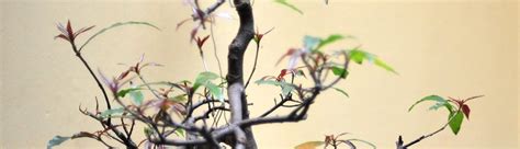 Традиционная Китайская Медицина