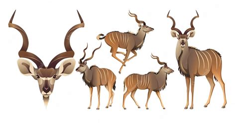 Kudu Horns Vector