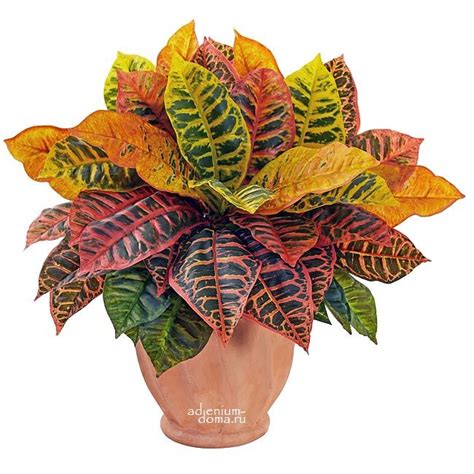 Субстрат ДЕКОРАТИВНО-ЛИСТВЕННЫЕ (Грунт): купить c доставкой почтой 🌸 ...