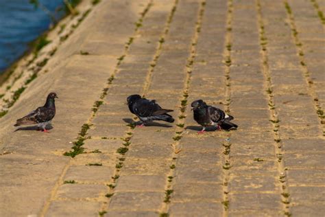 Pigeon Camouflage Stock Photos, Pictures & Royalty-Free Images - iStock