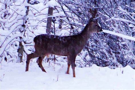 Les Traces Des Animaux De Montagne Savoie Mont Blanc Savoie Et Haute