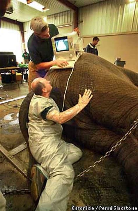 Pregnant Pachyderm / Ultrasound confirms artificially inseminated elephant at Marine World is ...