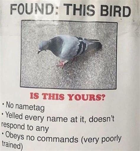 Funny Pigeon Meme