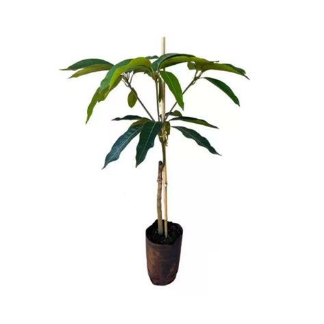 Pé De Manga Árvore - Arvore Frutifera Manga Amarela Fruta De Manga De árvore PNG
