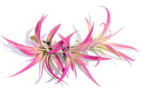 Air Plant Hot Pink Set Of Or Plants Air Plant Tillandsia