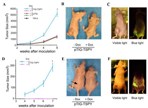 TSPY Enhances Tumor Growth In Athymic Nude Mice Tumorigenicity Assays