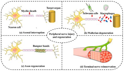 The Porous Structure of Peripheral Nerve Guidance Conduits: Features