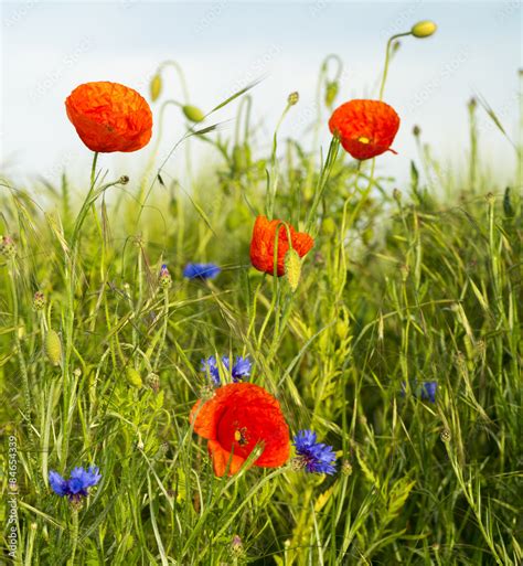 Plakat pole natura preria roślina piękny Dekowizja pl