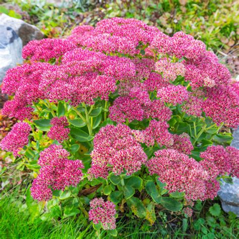 Sedum Munstead Dark Red Slovensketrvalkysk