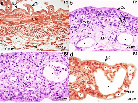 Uterine Histology Of F2 Female Of Fluvitrygon Signifer The Entire