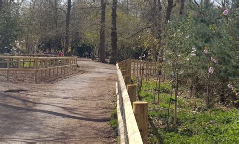 Black Park Country Park SAKURA CHERRY TREE PROJECT