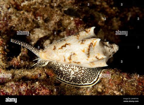 Cymbiola vespertilio sea snails Stock Photo - Alamy