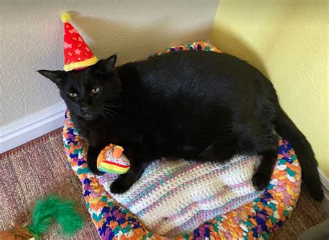 Sad Party Cat Blank Template Imgflip
