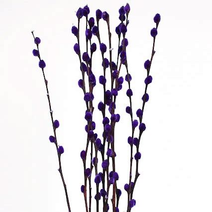 Pussy Willow Purple Salix Dried Painted And Decorative Sunflora