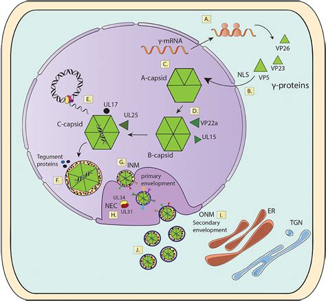 Frontiers Experimental Dissection Of The Lytic Replication Cycles Of