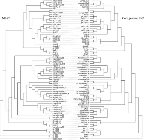 Tanglegram Comparison Between The Core Genome Snp Typing And The Mlst