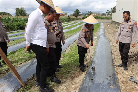 Antisipasi Inflasi Nasional Polres Dairi Tanam Cabai Merah Di Dua