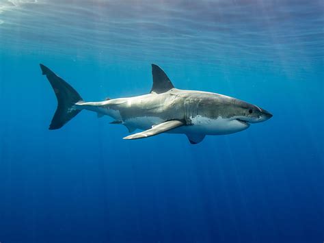 The weirdest senses animals have that you don t – Artofit